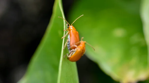 Selective Focus Shot Orange Beetles Mating Leaf — Stock Photo, Image