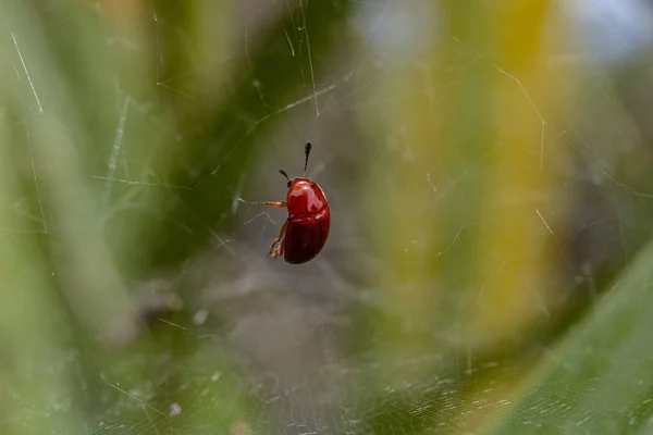 Primer Plano Escarabajo Rojo Posado Una Red Araña — Foto de Stock