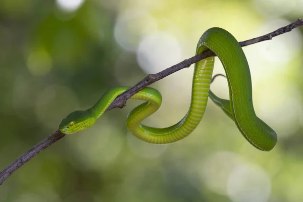 Cabeça Estende Para Esquerda Enquanto Sua Cauda Cria Uma Posição — Fotografia de Stock