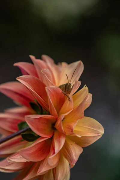 Renkli Bir Dahlia Çiçeğinin Üzerine Tünemiş Bir Böceğin Bulanık Arka — Stok fotoğraf