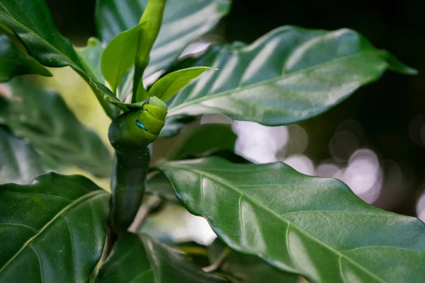Oleander Hawk Moth Oruga Alimentándose Una Planta Con Hojas Verdes — Foto de Stock