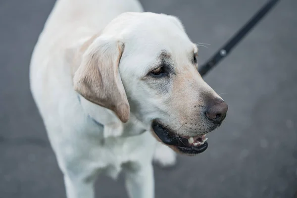 可愛いラブラドール犬が綱の上に — ストック写真