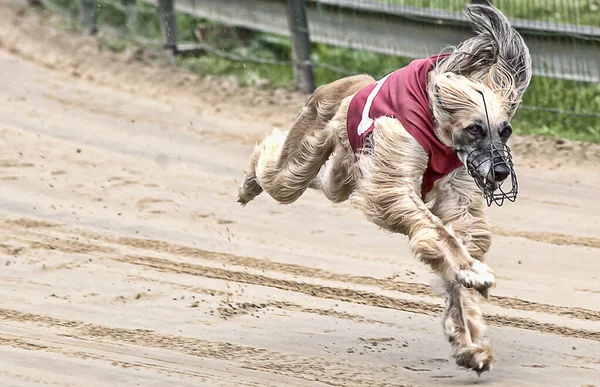 Primer Plano Perro Con Hocico Corriendo Aire Libre — Foto de Stock