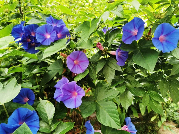 Primer Plano Flores Púrpuras Jardín — Foto de Stock