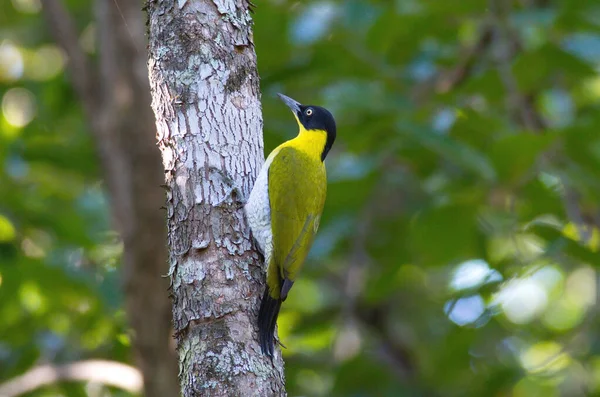 Pájaro Carpintero Cabeza Negra Trepando Alimentándose Árbol Seco Dipterocarp — Foto de Stock