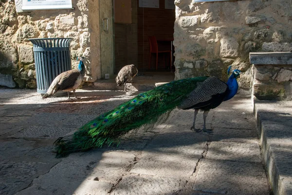 Saint George Kalesi Lizbon Portekiz Deki Tavus Kuşları — Stok fotoğraf