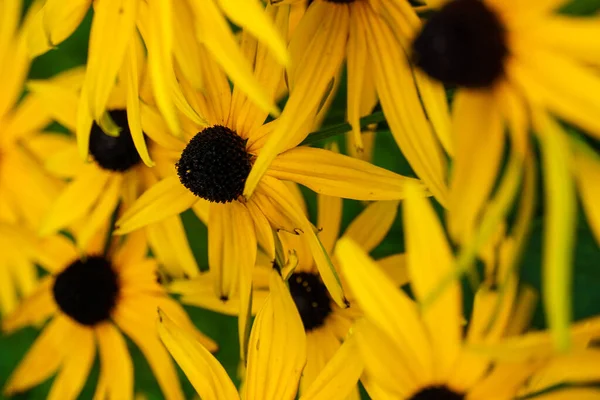 Uno Scatto Selettivo Rudbeckias — Foto Stock