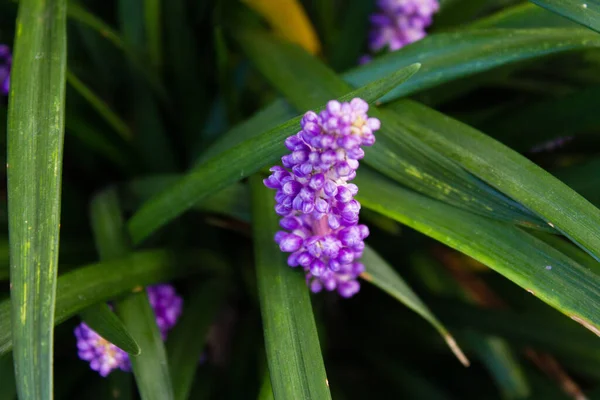 庭には美しいリロペのムスカリやユリの芝桜 — ストック写真