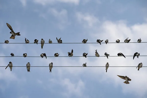 空に向かって電線の上を飛ぶ鳥たち — ストック写真