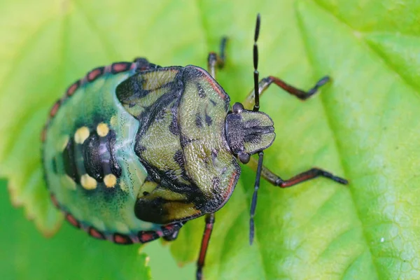 Close Uma Ninfa Verde Colorida Bug Stink Verde Sul Nezara — Fotografia de Stock