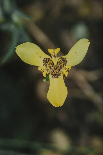 Eine Selektive Fokusaufnahme Einer Gelben Wilden Orchidee Mit Pflanzen Hintergrund — Stockfoto