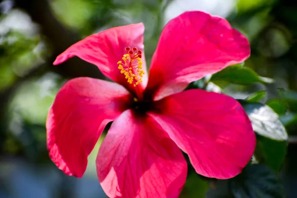 Close Sapato Rosa Florescendo Planta — Fotografia de Stock