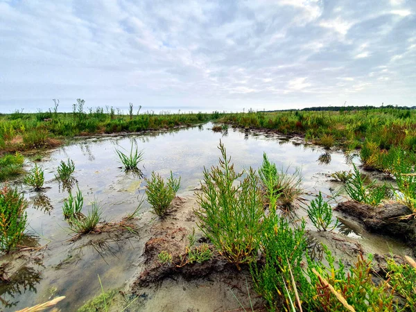 緑の植生の沼の景色 — ストック写真