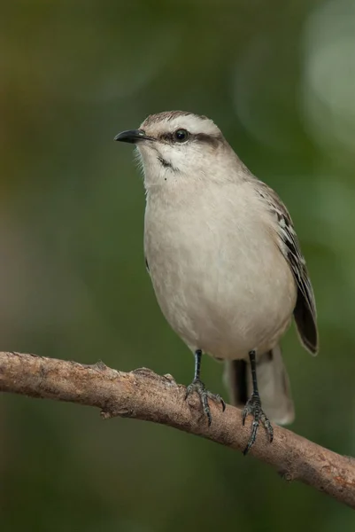 Tiro Vertical Mockingbird Giz Browed Ramo — Fotografia de Stock