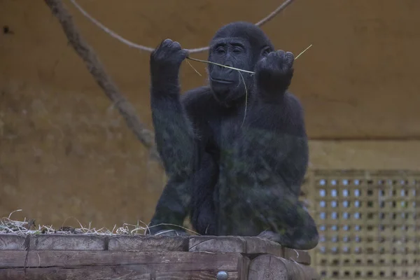 Porträt Eines Gorillas Der Neugierig Auf Stroh Blickt Naturpark Cabarceno — Stockfoto