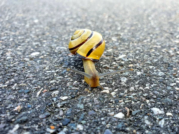 Closeup Snail Bright Yellow Shell — Stock Photo, Image