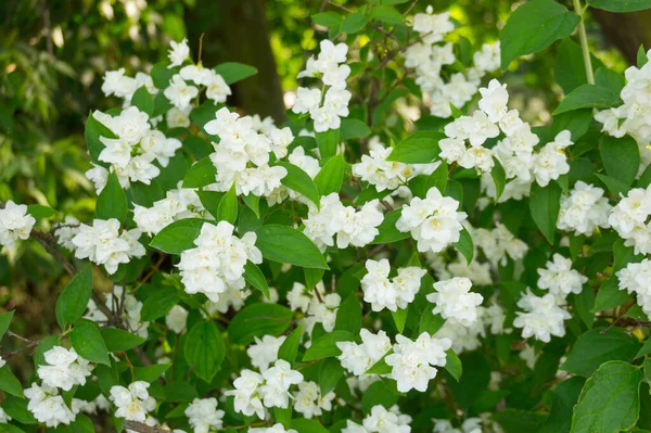 Primer Plano Hermosos Arbustos Naranjas Simulados Con Flores Blancas —  Fotos de Stock