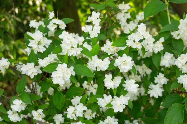 Een Close Van Mooie Mock Oranje Struiken Met Witte Bloemen — Stockfoto