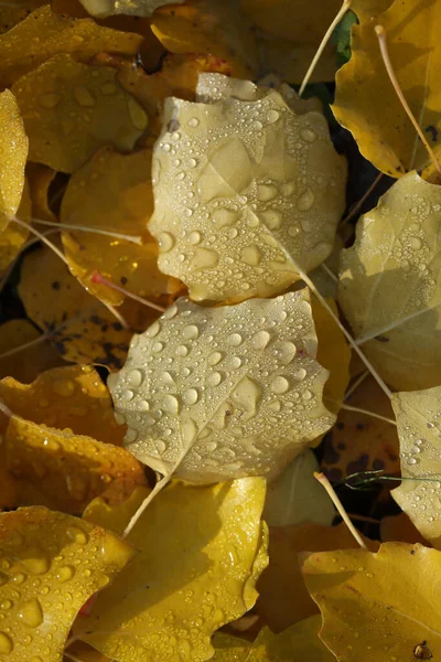 Viele Gelb Verfärbte Herbstblätter Auf Dem Boden — Stockfoto