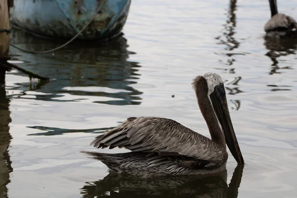 Ein Malerischer Blick Auf Einen Pelikan Der Wasser Schwimmt — Stockfoto