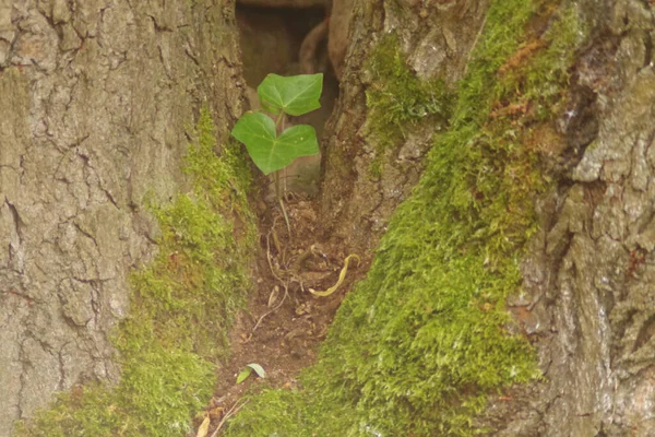 Bölünen Ağaç Gövdesinde Yosun Kaplı Bir Sarmaşık Yaprağı — Stok fotoğraf