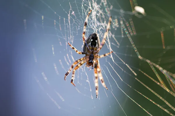 거미집에 거미의 선택적 — 스톡 사진