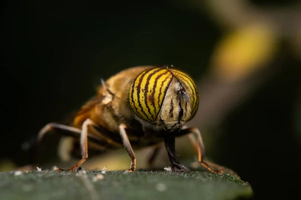 Band Eyed Drone Fly Eristalinus Taeniops Perched Green Leaf — Stock Photo, Image