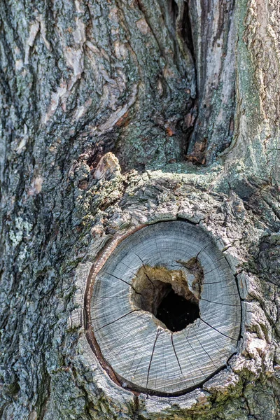 Büyük Bir Deliği Olan Eski Bir Ağaç Gövdesinin Dikey Yakın — Stok fotoğraf