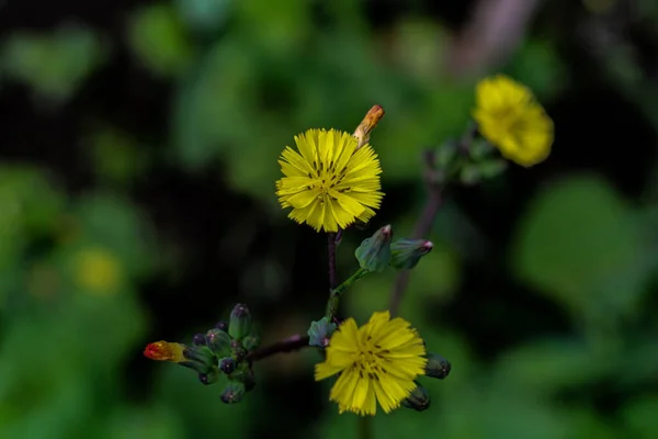 Eine Nahaufnahme Eines Gelben Habichtskrauts Der Garten Wächst — Stockfoto