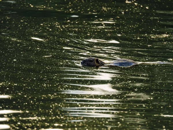Coypu Also Known Nutria Swimming Water — Stock Photo, Image