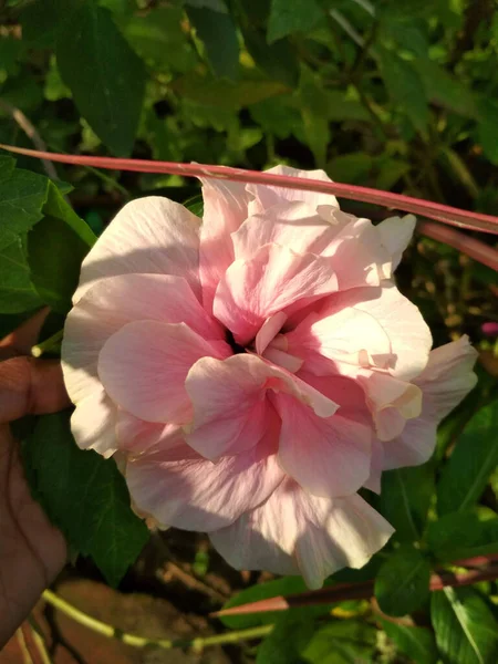 Tiro Close Uma Flor Hibisco Rosa Claro — Fotografia de Stock