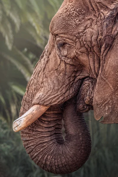 Vertical Closeup Beautiful Wrinkly Elephant Face Leaves Blurred Background — Stock Photo, Image