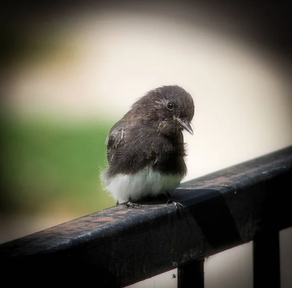 Ein Kleiner Flauschiger Vogel Mit Verschwommenem Hintergrund — Stockfoto