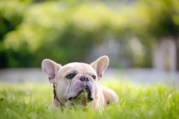 French Bulldog Lying Grass Park — Stock Photo, Image