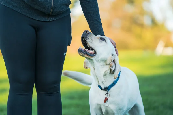 Cão Labrador Adorável Campo Com Seu Dono — Fotografia de Stock