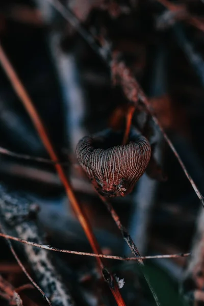 Ett Vertikalt Skott Vild Död Svamp Skog — Stockfoto