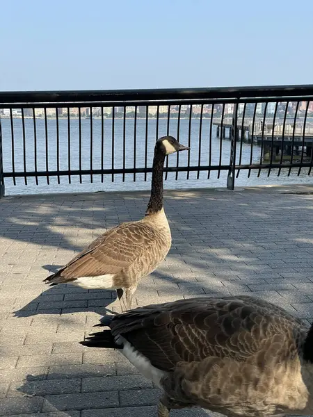 Une Oie Marchant Dans Une Rue Sur Fond Mer — Photo