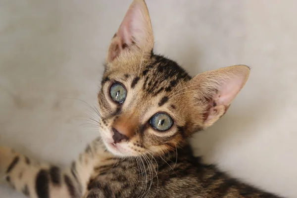 Gatinho Doméstico Adorável — Fotografia de Stock