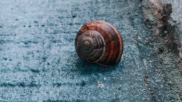 地面にカタツムリのクローズアップショット — ストック写真