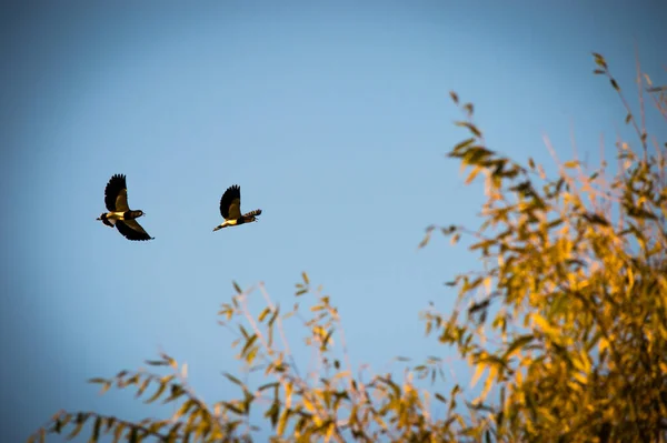 Une Belle Vue Deux Oiseaux Volant Dans Ciel Bleu — Photo