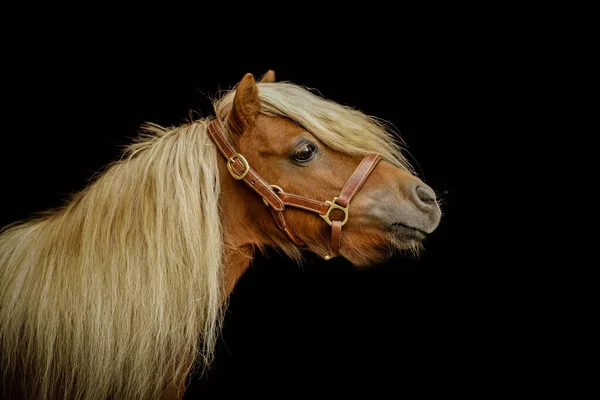 Een Schattige Bruine Pony Draagt Een Leiband Geïsoleerd Een Zwarte — Stockfoto