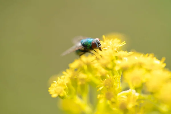 Eine Selektive Fokusaufnahme Einer Fliege Auf Einer Leuchtend Gelben Blume — Stockfoto