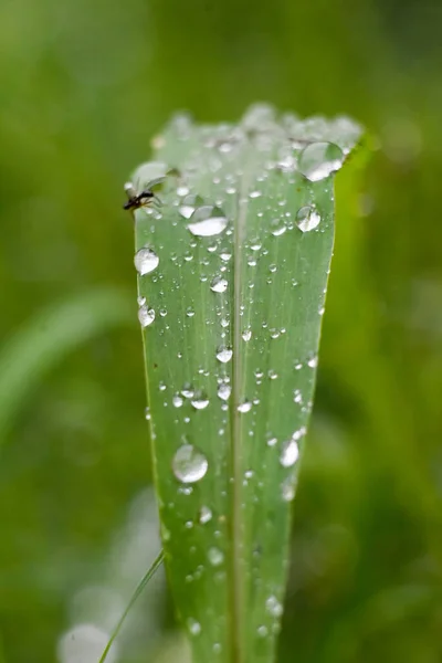 Ein Vertikaler Schuss Wassertröpfchen Auf Dem Blatt Einer Wachsenden Pflanze — Stockfoto