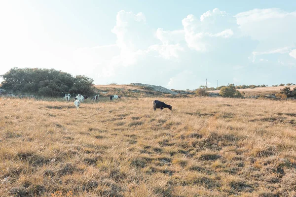 Paisaje Tranquilo Vacas Pajar Por Mañana —  Fotos de Stock