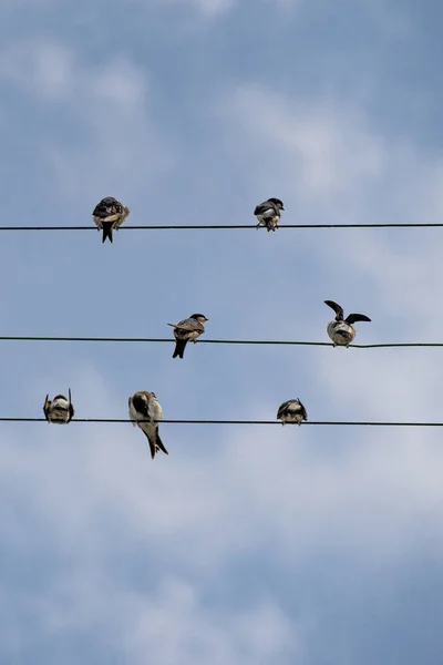 Colpo Verticale Uccelli Appollaiati Sul Cavo Metallico Contro Cielo Nuvoloso — Foto Stock