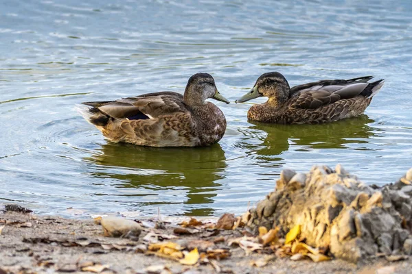 Deux Canards Bruns Nageant Dans Lac — Photo