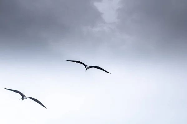 Живописный Вид Чаек Летающих Облачном Небе — стоковое фото