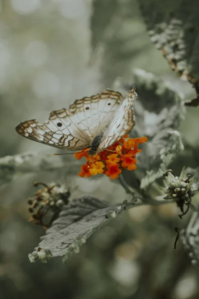 Beautiful Selective Focus Macro Shot White Brown Butterfly Sitting Orange — Stock Photo, Image