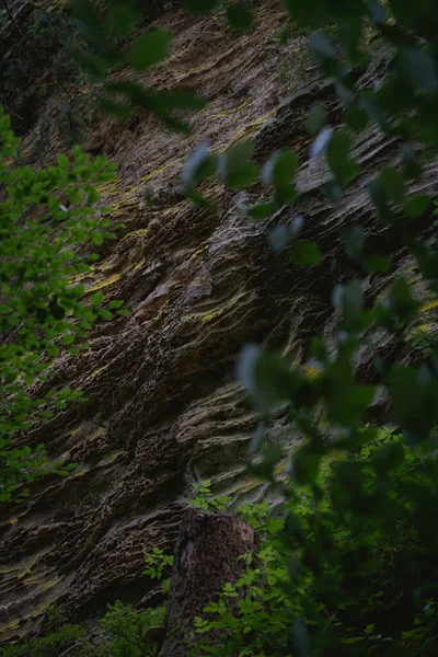 Stock image A vertical shot of a dirt trail through a green forest on a mountainside