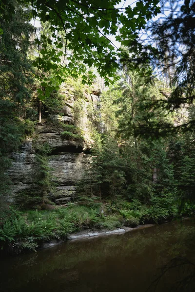 Plan Vertical Ruisseau Qui Coule Travers Une Forêt Verte — Photo